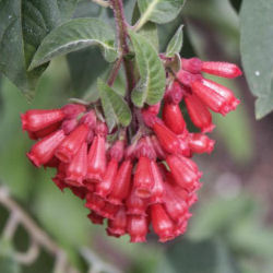 Cestrum, jazmn rojo